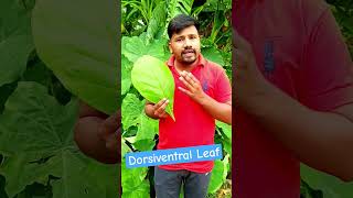 ☘️🌿🌿🍂☘️Dorsiventral Leaf ☘️🍂🪴viral shorts🍂🍁🪴 [upl. by Bahr]