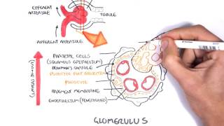 Nephrotic Syndrome  Types and pathology histology [upl. by Eugen210]