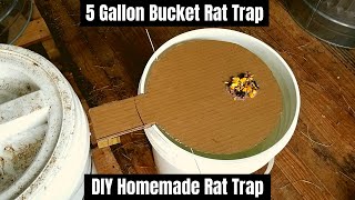 5 Gallon Bucket Rat Trap  DIY Homemade Rat Trap [upl. by Corabelle64]