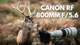 Canon RF 800mm f56 L IS USM Lens Review [upl. by Selby]