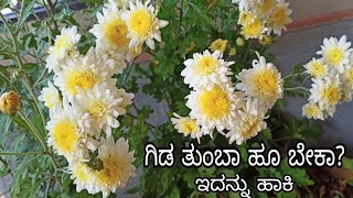 ಗಿಡ ತುಂಬಾ ಹೂ ಆಗ್ಬೇಕಾ ಹಾಗಾದ್ರೆ ಇದನ್ನು ಹಾಕಿ  How to grow Sevanthige in Kannada  Chrysanthemums [upl. by Mylan482]