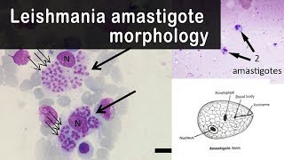 Leishmania amastigote morphology [upl. by Idieh]