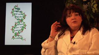 DNA Structure amp Testing  How Does DNA Replication Work [upl. by Enimisaj648]