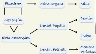 DUS Diş Dokularının Embriyolojisi 🦷 [upl. by Aiuhsoj]