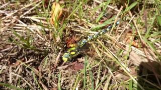 Battle of the giants hornet vs dragonfly [upl. by Aliam]