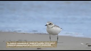 El Corriol al Serradal  SEO BirdLife Comunitat Valenciana [upl. by Luemas913]