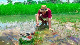 Catching Betta Fish And Wild Betta Fish At The Countryside Unbelievable Catching Episode 16 [upl. by Elleuqram]