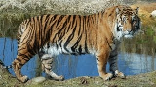 Take a walk on the wild side at ZSL London Zoo [upl. by Eivod]