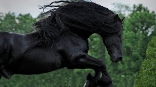 WATCH AND BE CAPTIVATED FRIESIAN STALLION FREDERIK THE GREAT [upl. by Stephie942]