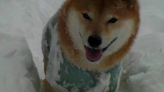 【柴犬ジロー】2011冬物語 【shiba inu 】 [upl. by Chery]