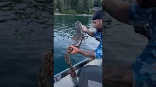 Got my personal best Burbot burbot fishingvideo fishing fish ling personalbest [upl. by Guillaume528]