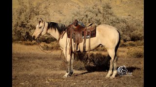 BEN THE BUCKSKIN HORSE Offered for Sale Nov 25th Billings Livestock Horse Sale GREAT GELDING [upl. by Burrell452]