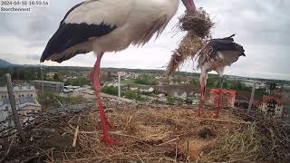 Storchennest Freilassing  Heute noch kein Ei  10042024 [upl. by Cara]