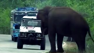 Land Rover Defender 110 Sri Lanka Off Road Elephant [upl. by Glaudia]