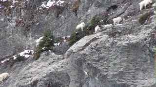 Amazing video of mountain goats in action [upl. by Tlihcox]