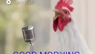 Chickens singing good morning song funny [upl. by Porett495]