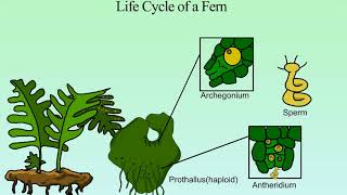 WCLN  Fern Life Cycle [upl. by Hildegarde]