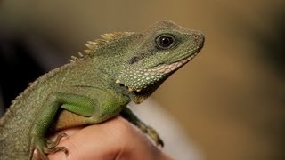 4 Facts about Chinese Water Dragons  Pet Reptiles [upl. by Swisher893]