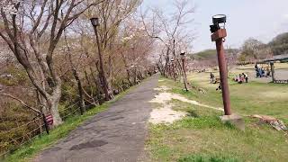 愛知県 豊田市 水源公園 桜 [upl. by Ardnuasal]