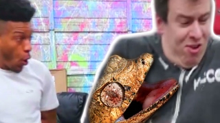 Philip DeFranco ATTACKED BY A LIZARD  BRIAN BARCZYK [upl. by Beore]