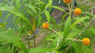 Buddleja Globosa [upl. by Wiener]