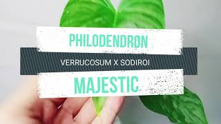 PHILODENDRON MAJESTIC CARE  FULL DETAILS [upl. by Rayna118]