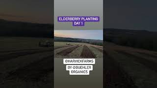 🪴 Elderberry Day 1 Recap and overview of Day 2 🤩 elderberry farming Buehler Organics [upl. by Yar]