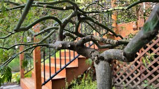 Heavy handed restoration pruning on 2 Japanese laceleaf maples in early fall on Camano Island WA [upl. by Kora362]