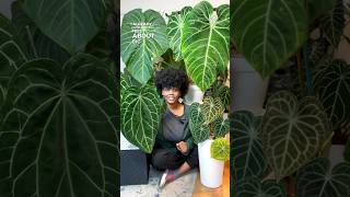 My Anthuriums With the Largest Leaves [upl. by Thomey634]