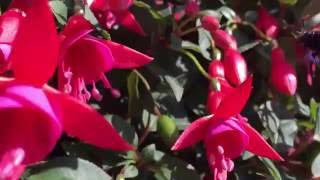 Display  Fuchsia  bee friendly [upl. by Neela982]