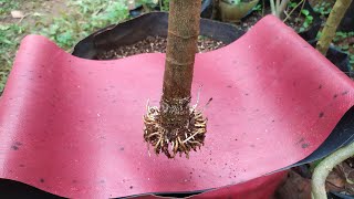 Plant Ficus Racemosa Bonsai Materials [upl. by Eneleahs750]