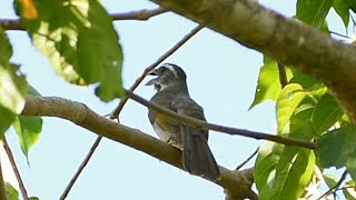 Trinca ferro cantando firme na Natureza esse é um campeão [upl. by Nnylireg482]