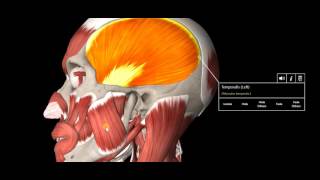 Headache Types Explained [upl. by Nylehtak]