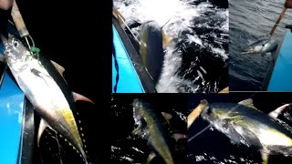 longline tuna fishing  in srilanka [upl. by O'Donovan212]