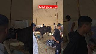 Ram Ram ji sukhbir dhanda team amit dhanda Naresh baniwal viralvideo dairyfarm dairy [upl. by Gonzalo620]