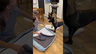 Dog Gets His Package From Lesure doglover smartdog doghelp lesuredogbed [upl. by Ahsemal174]