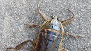 Lethocerus Deyrollei Giant water bug 🪲 Shorts [upl. by Werdna121]