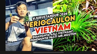 Eriocaulon vietnam tanaman mudah tapi tidak semudah itu ferguso jurustandur eps026 [upl. by Kerman]