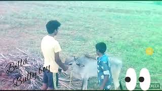 Jallikattu kanu training👍👍👍👍👍billa ak [upl. by Perlis]