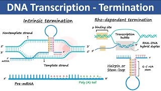 Transcription Termination in Prokaryotes amp Eukaryotes  Biochemistry [upl. by Sinnod38]