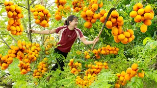 WOMEN Harvesting Diospyros Decandra Fruit for to cook delicious dishes  Harvesting and Cooking [upl. by Asimaj701]