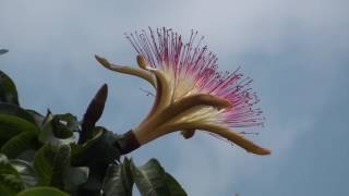 Pachira aquatica  Malabar chestnut [upl. by Synn751]