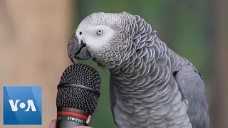 Talking Parrot  VOANews [upl. by Stonwin]