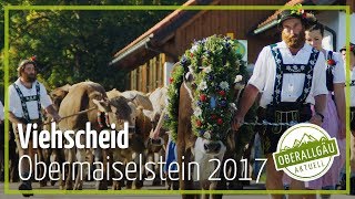 Viehscheid Obermaiselstein 2017  Oberallgäu Aktuell [upl. by Anovahs]