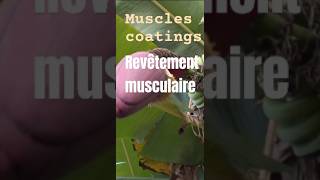 Muscles coatings  Revêtement musculaire  Tunica muscularis  Recubrimiento muscular Ascende8q [upl. by Airamasor286]