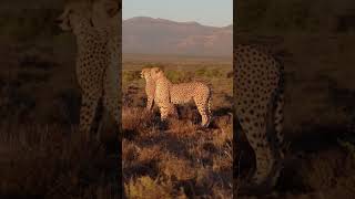 A tale of a magical winters day spent in the Karoo wilderness LuxurySafari Karoo Bigfive [upl. by Sharona]