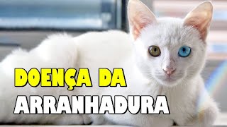 🐾 DOENÇA DA ARRANHADURA DE GATO  Gatil Hauser [upl. by Nivlad]