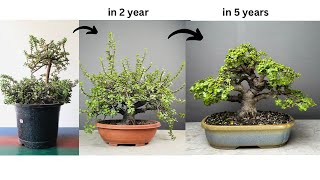 Making Thick Trunk Bonsai from Jade Plant  Pruning  Wiring  Repotting  Portulacaria [upl. by Weidner]