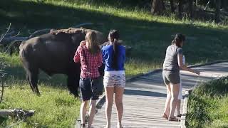 Bison Attack Caught on Camera Yellowstone National Park [upl. by Llenroc]