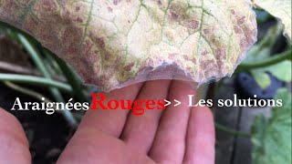 Araignées rouges au potager juillet  Août [upl. by Yhtimit]